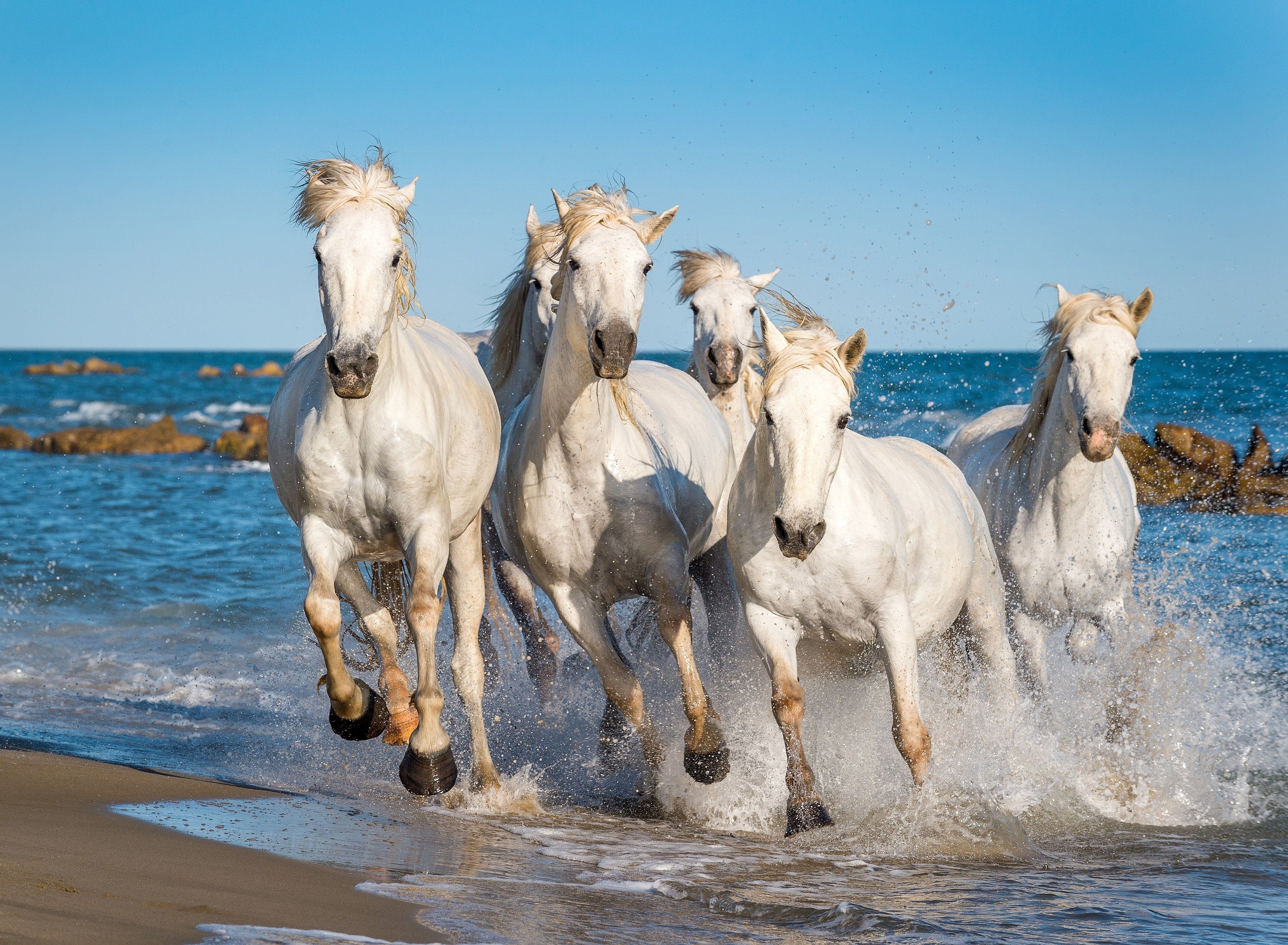 papermoon fotobehang camargue horses multicolor