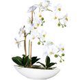 creativ green kunstorchidee vlinderorchidee in het keramische schip wit