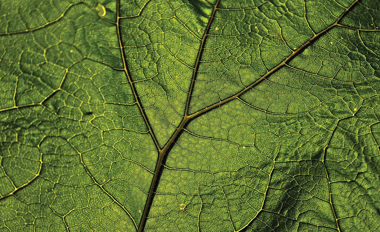 Consalnet Vliesbehang Close-up blad/groen