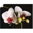 artland artprint witte orchidee in vele afmetingen  productsoorten -artprint op linnen, poster, muursticker - wandfolie ook geschikt voor de badkamer (1 stuk) zwart