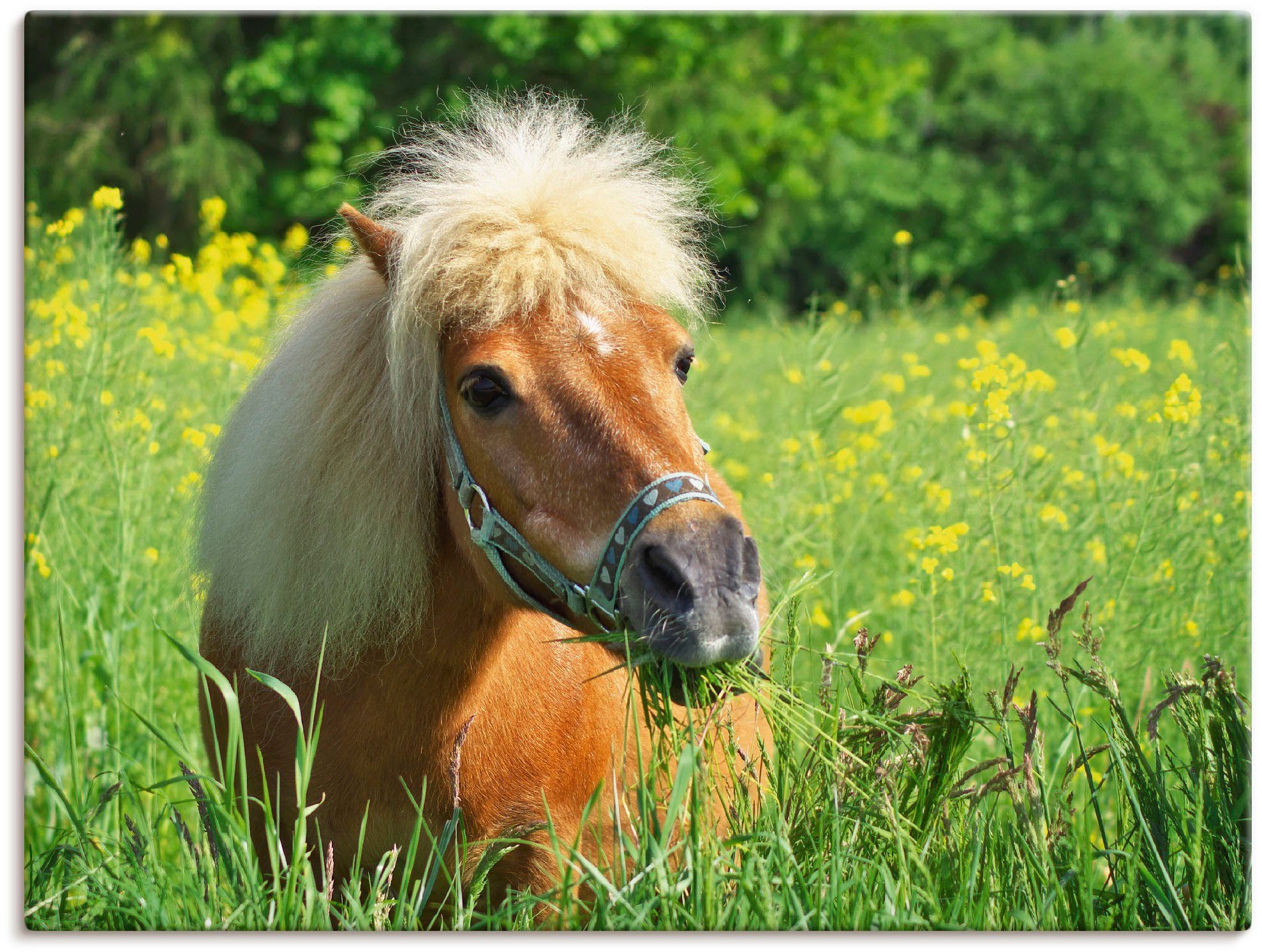 Artland artprint Shetland Pony