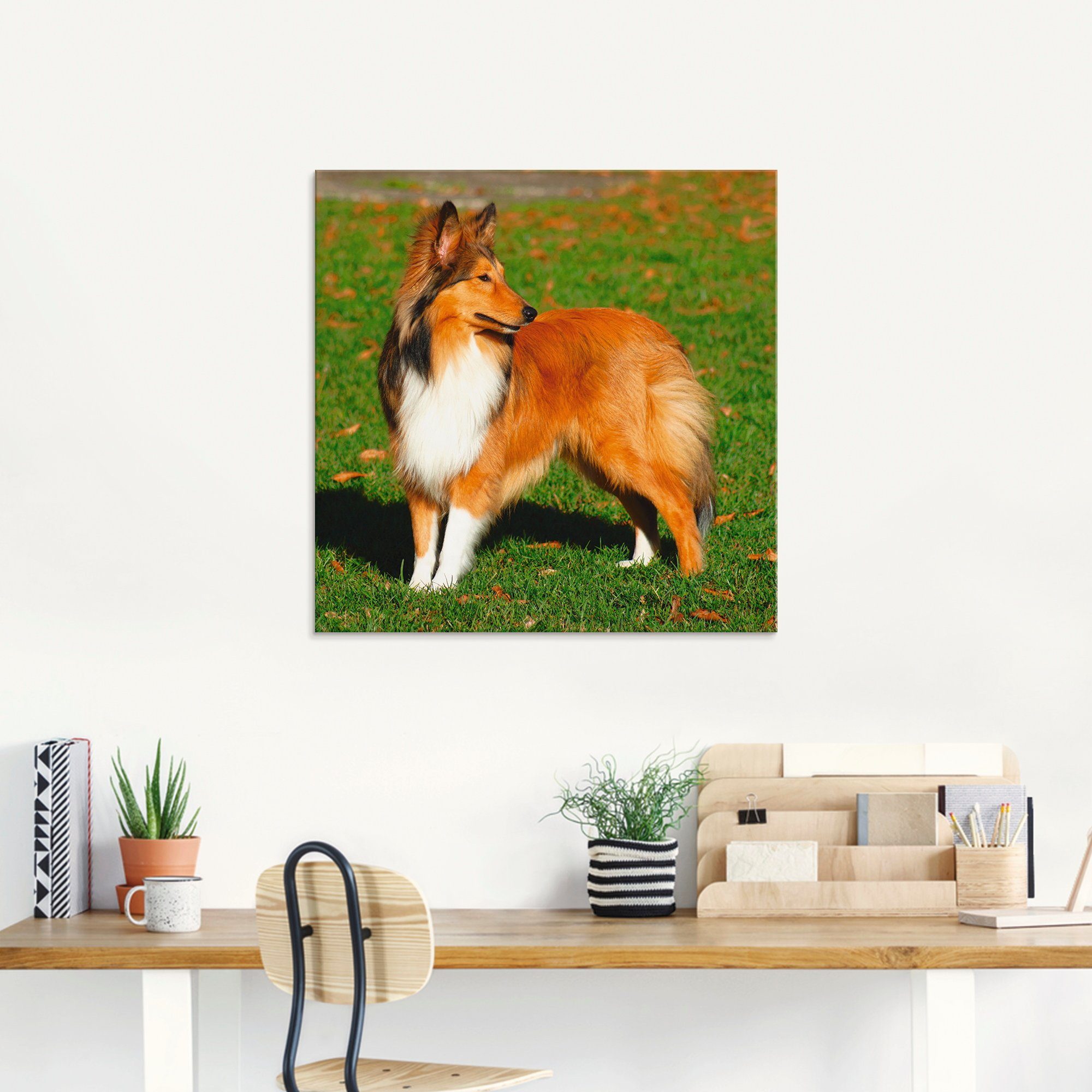 Artland Print op glas Amerikaanse collie in verschillende maten