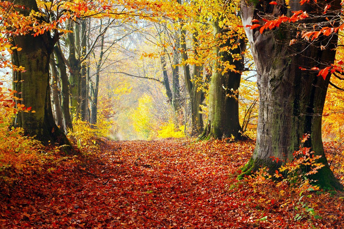 Papermoon Fotobehang Mystischer Herbstpfad