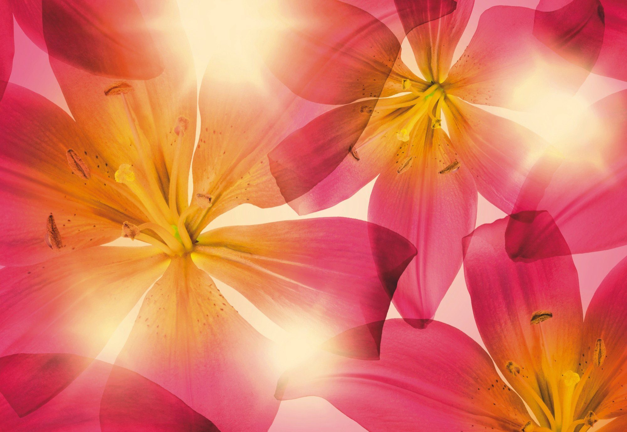 Komar Fotobehang Summer Sun - Afmeting 368 x 254 cm (set)
