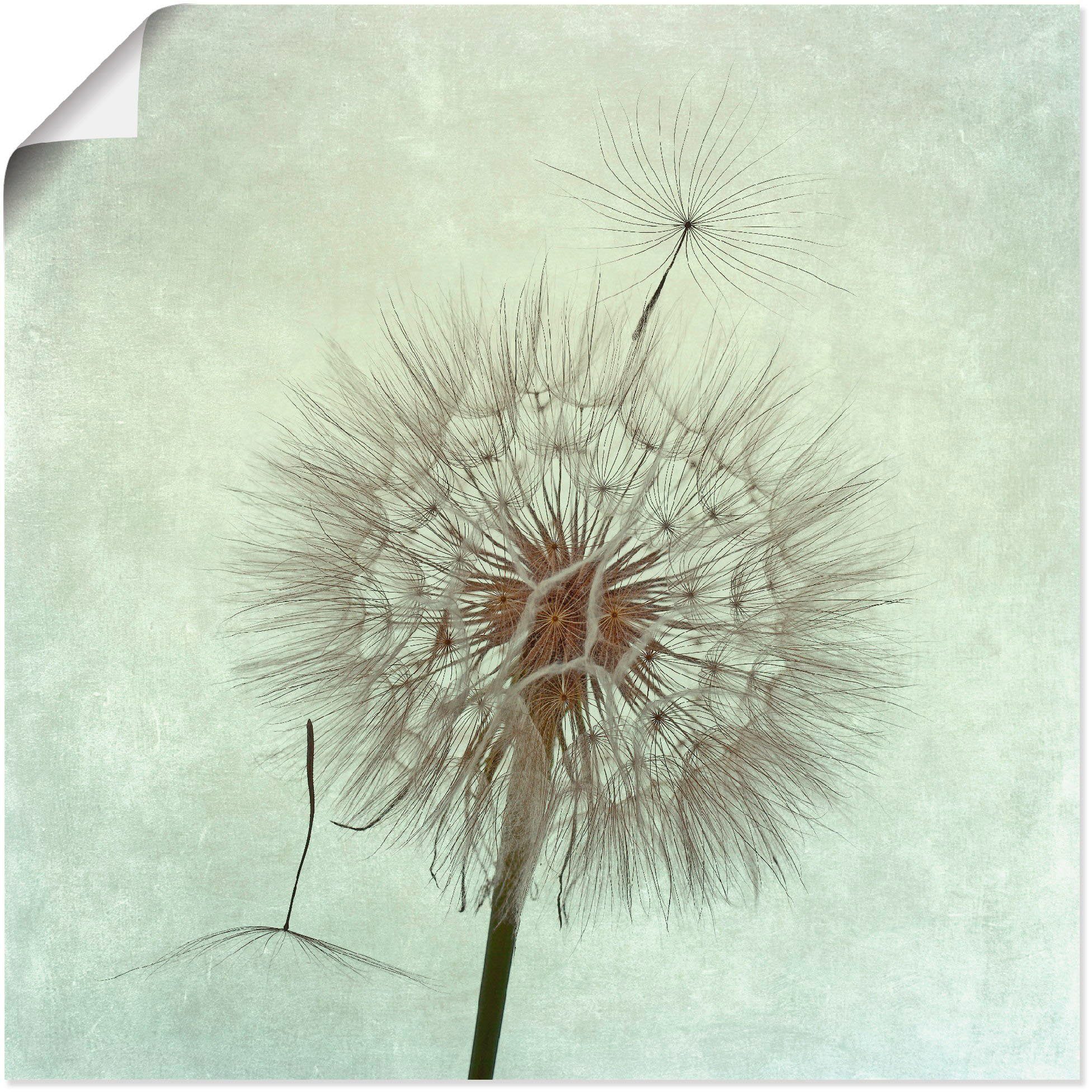 Artland artprint Pusteblume II