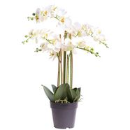 botanic-haus kunstorchidee orchidee bora (1 stuk) wit