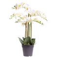botanic-haus kunstorchidee orchidee bora wit