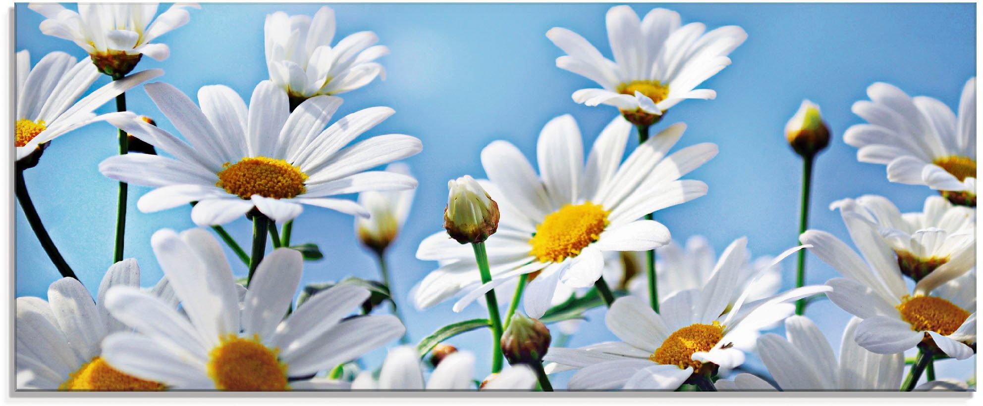 Artland Print op glas Bloemen - margrieten