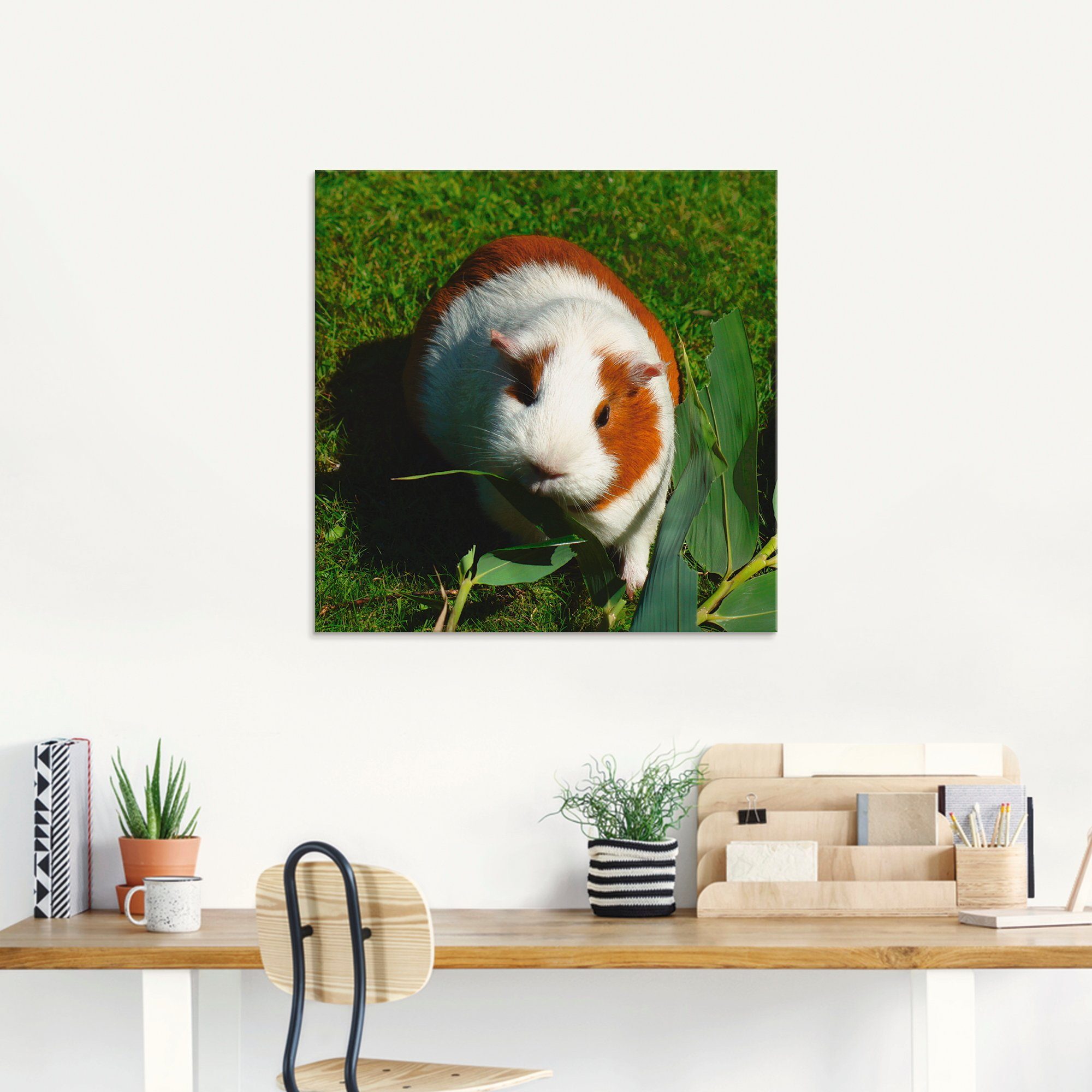 Artland Print op glas Oranje witte cavia in verschillende maten