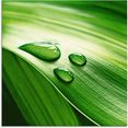 artland print op glas close-up van een groen plantenblad (1 stuk) groen