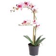 botanic-haus kunstorchidee orchidee bora wit