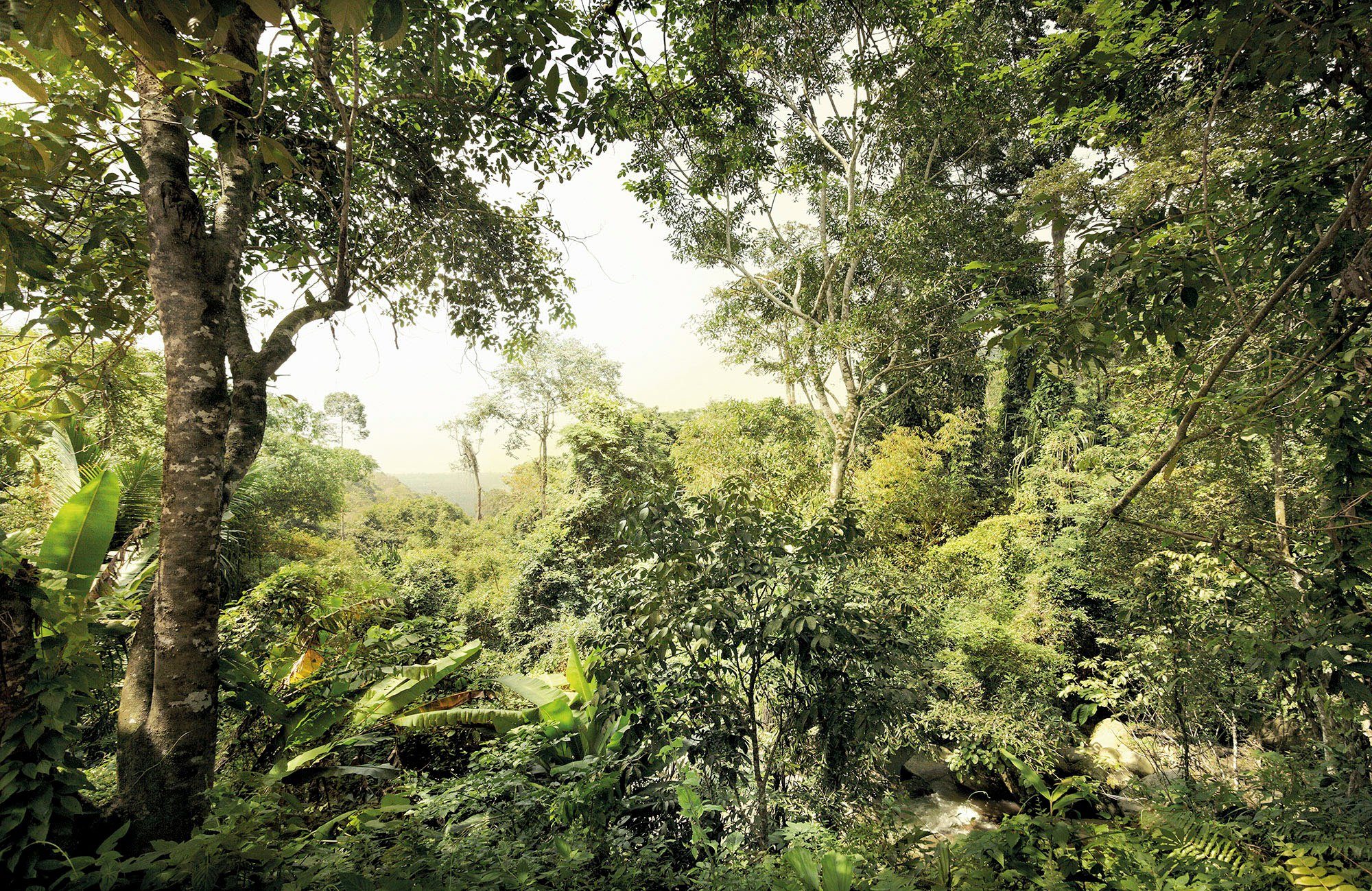 komar vliesbehang junglekleur 400x260 cm (breedte x hoogte) (1 stuk) multicolor