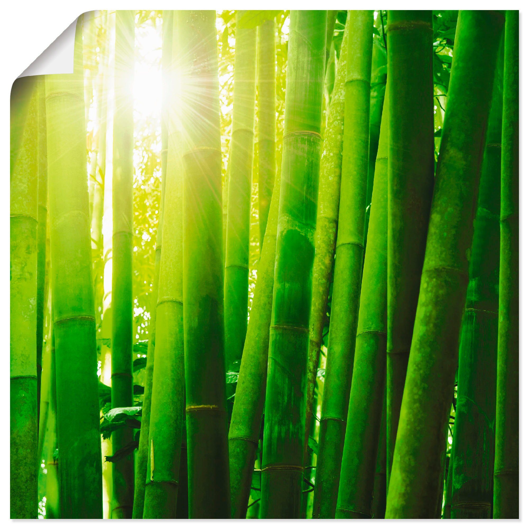 Artland Artprint Aziatisch bamboebos in ochtendlicht in vele afmetingen & productsoorten -artprint op linnen, poster, muursticker / wandfolie ook geschikt voor de badkamer (1 stuk)