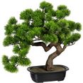 creativ green kunstbonsai bonsai grenen in de schaal (1 stuk) groen