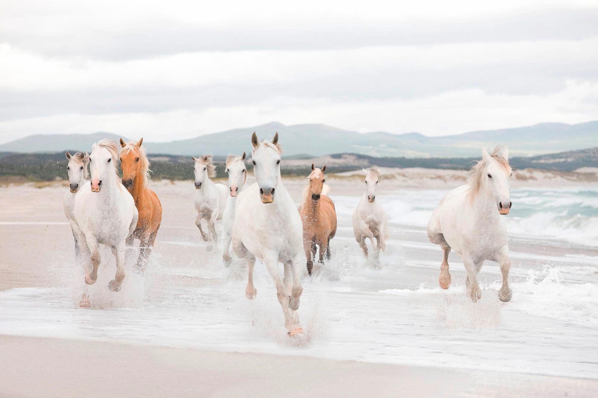 komar fotobehang white horses 368x254 cm (breedte x hoogte), inclusief pasta (set) beige
