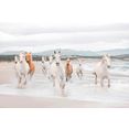 komar fotobehang white horses zeer lichtbestendig (set) beige