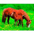 papermoon fotobehang horses multicolor