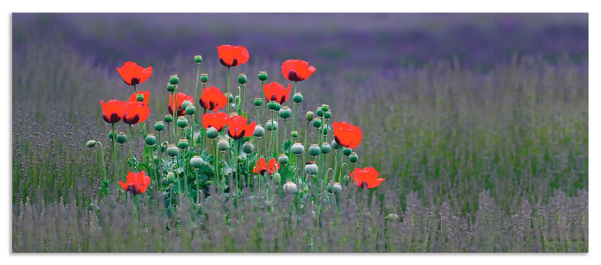 Artland Keukenwand Lavendel boerderij in Sequim - klaprozen zelfklevend in vele maten - spatscherm keuken achter kookplaat en spoelbak als wandbescherming tegen vet, water en vuil