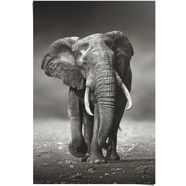 reinders! poster olifant wandeling (1 stuk) zwart