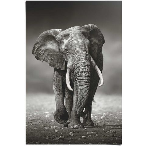 Reinders! poster Elefant Wanderung (1 stuk)