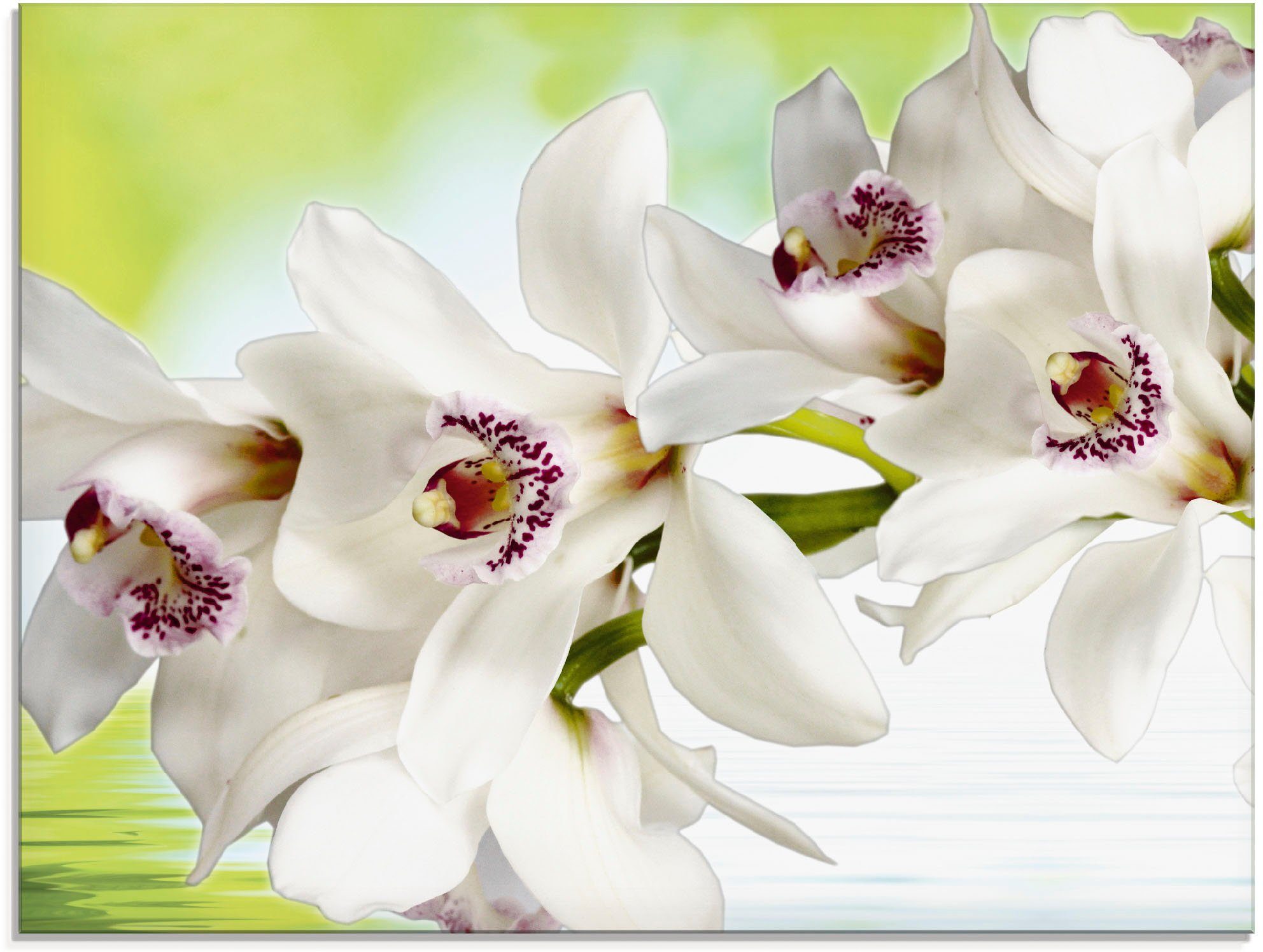 Artland Print op glas Witte orchidee