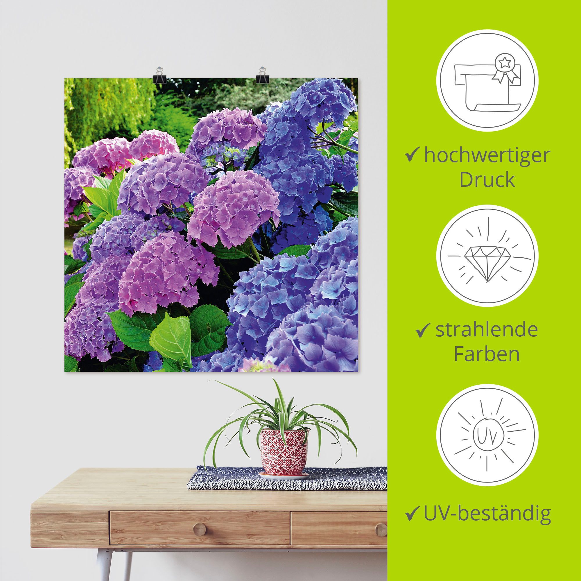 Artland Artprint Hortensia's in de tuin als artprint van aluminium, artprint voor buiten, artprint op linnen, poster, muursticker