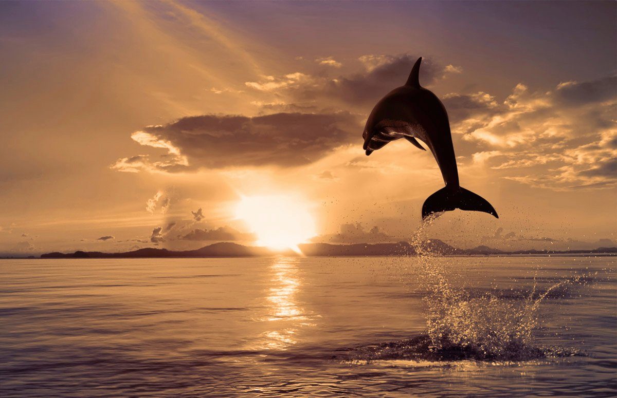 Papermoon Fotobehang Springender Delphin