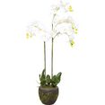 botanic-haus kunstorchidee orchidee beige
