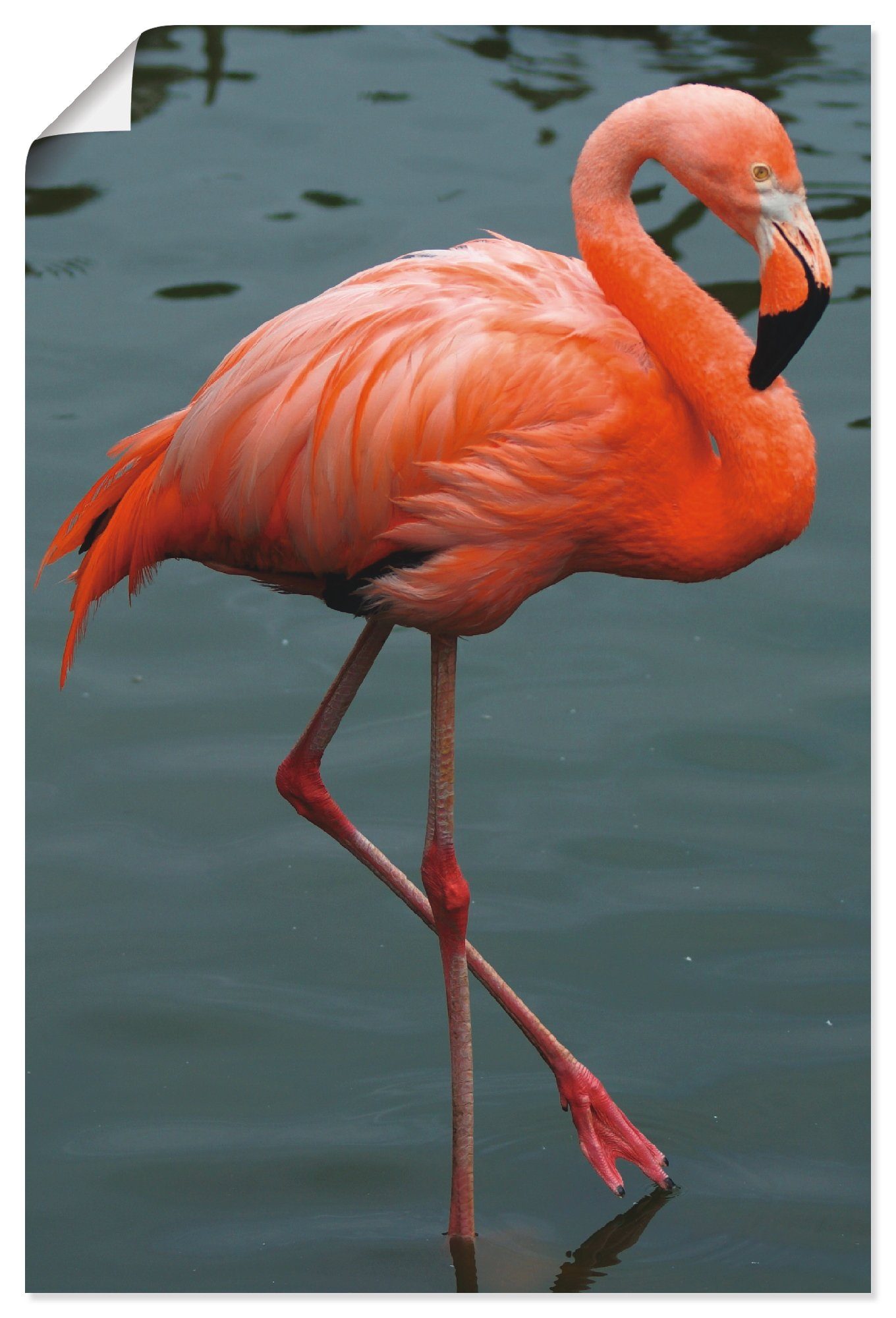 Artland Artprint Flamingo Balans in vele afmetingen & productsoorten -artprint op linnen, poster, muursticker / wandfolie ook geschikt voor de badkamer (1 stuk)