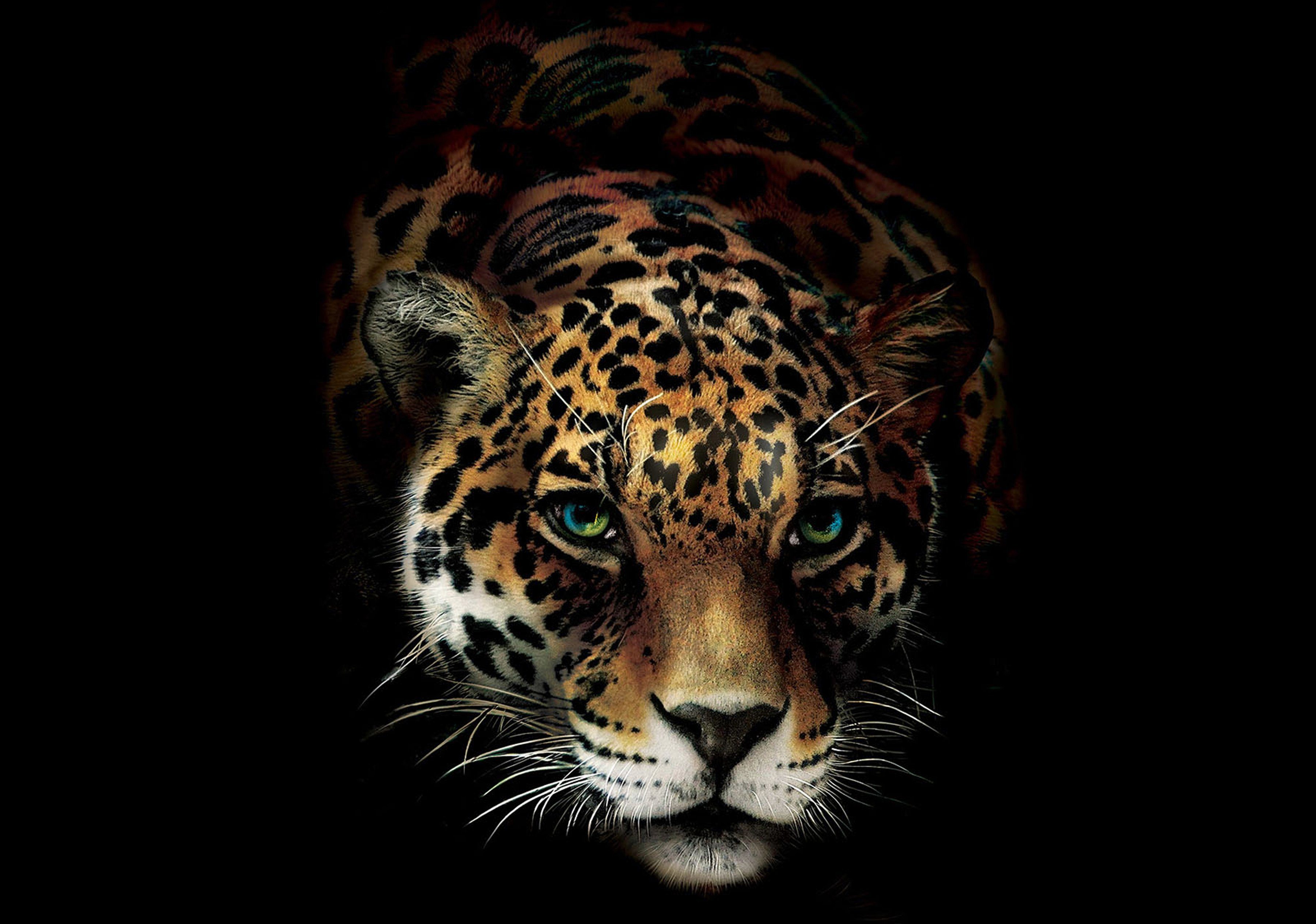 Consalnet Vliesbehang Jaguar in verschillende maten