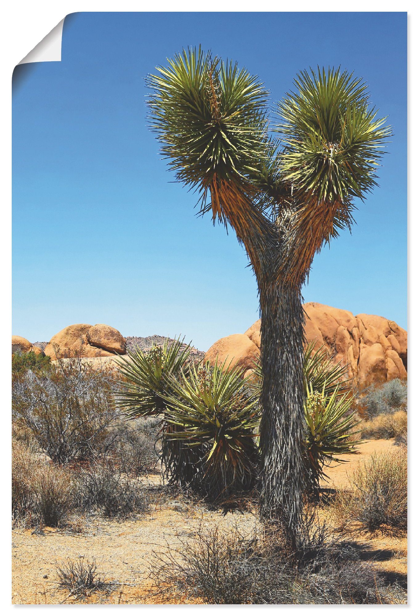 Artland Artprint Joshua Tree in de Mojave woestijn II in vele afmetingen & productsoorten - artprint van aluminium / artprint voor buiten, artprint op linnen, poster, muursticker /