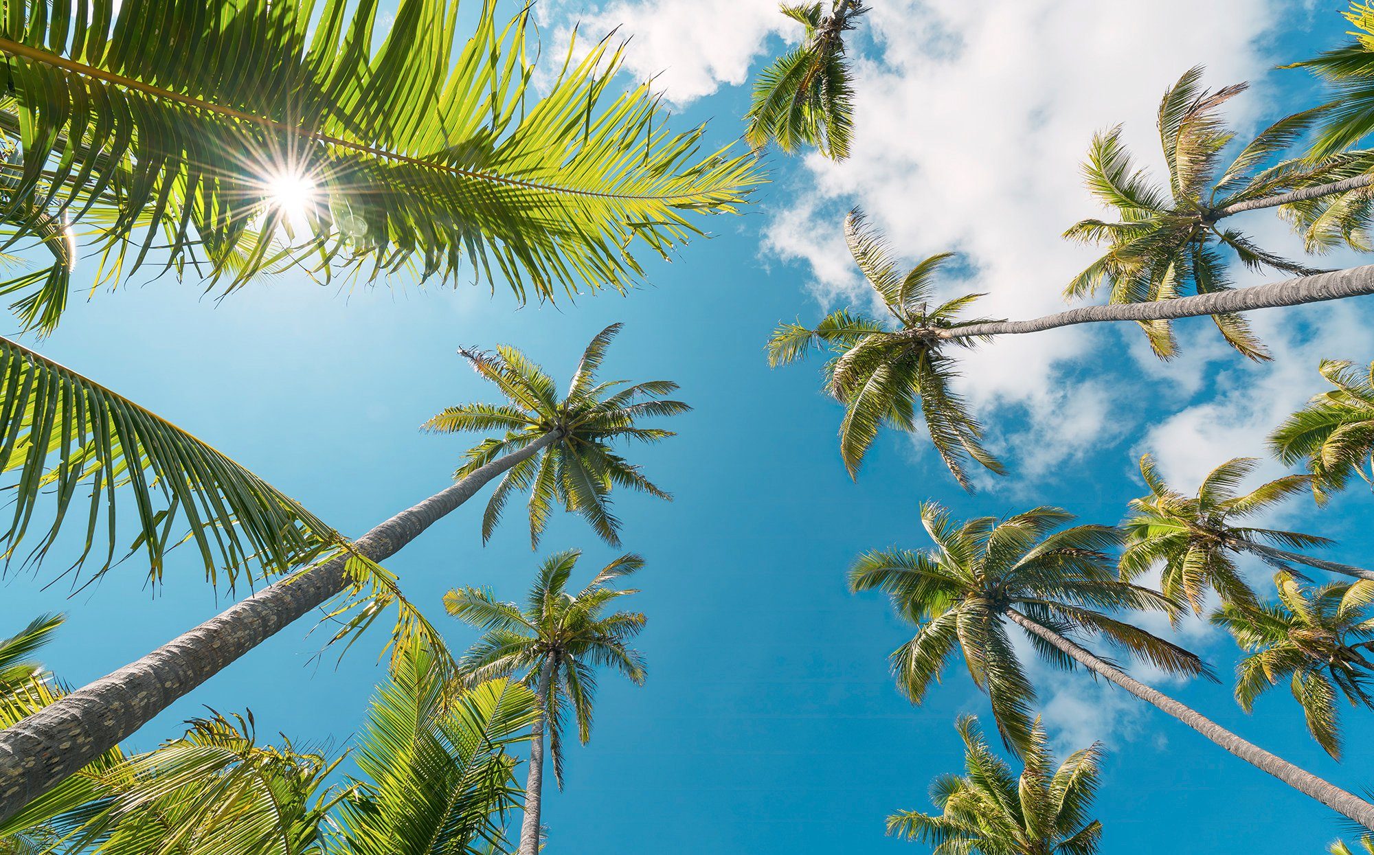 Komar fotobehang Coconut Heaven II