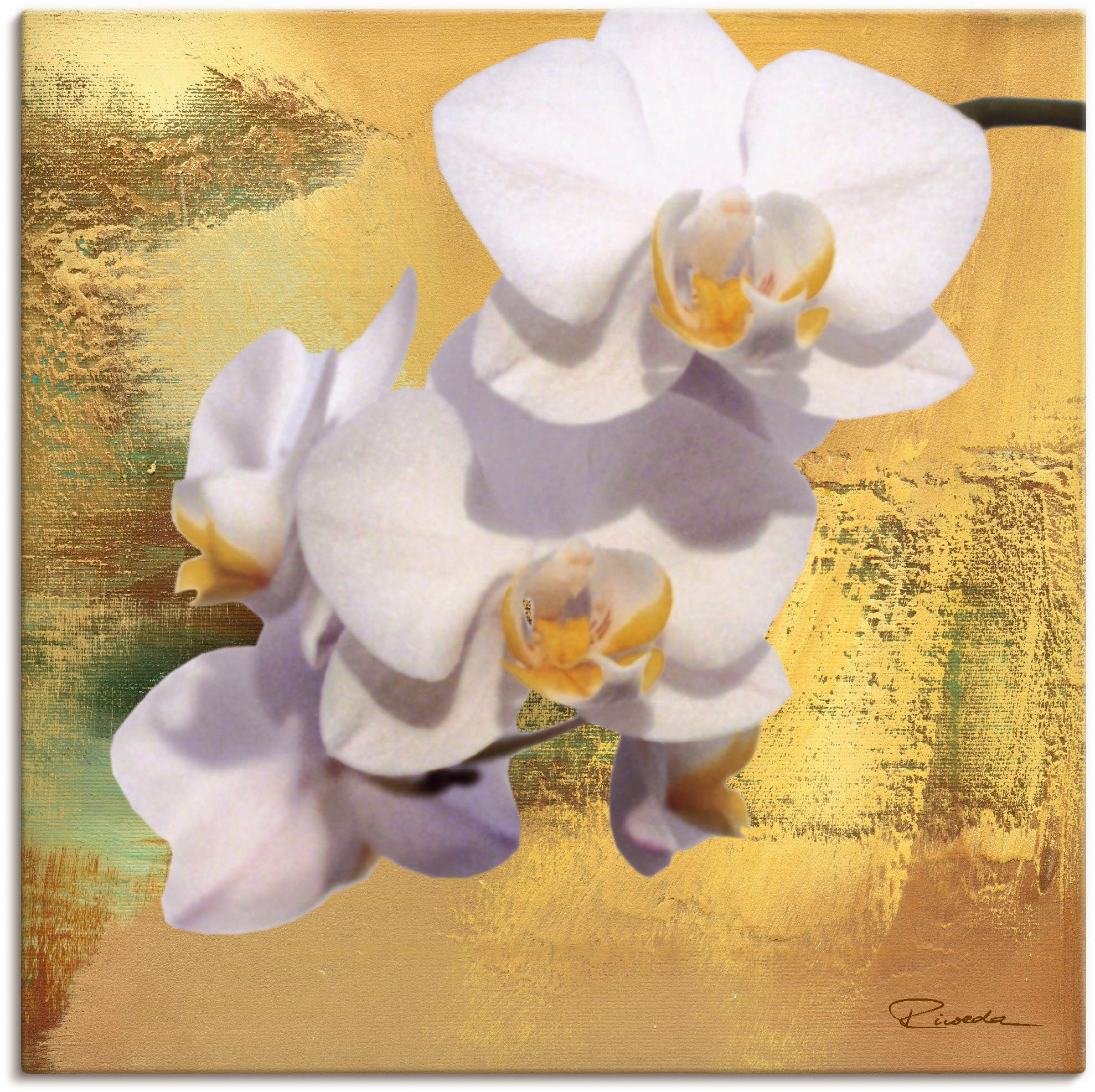 Artland Artprint Witte orchidee II in vele afmetingen & productsoorten - artprint van aluminium / artprint voor buiten, artprint op linnen, poster, muursticker / wandfolie ook gesc