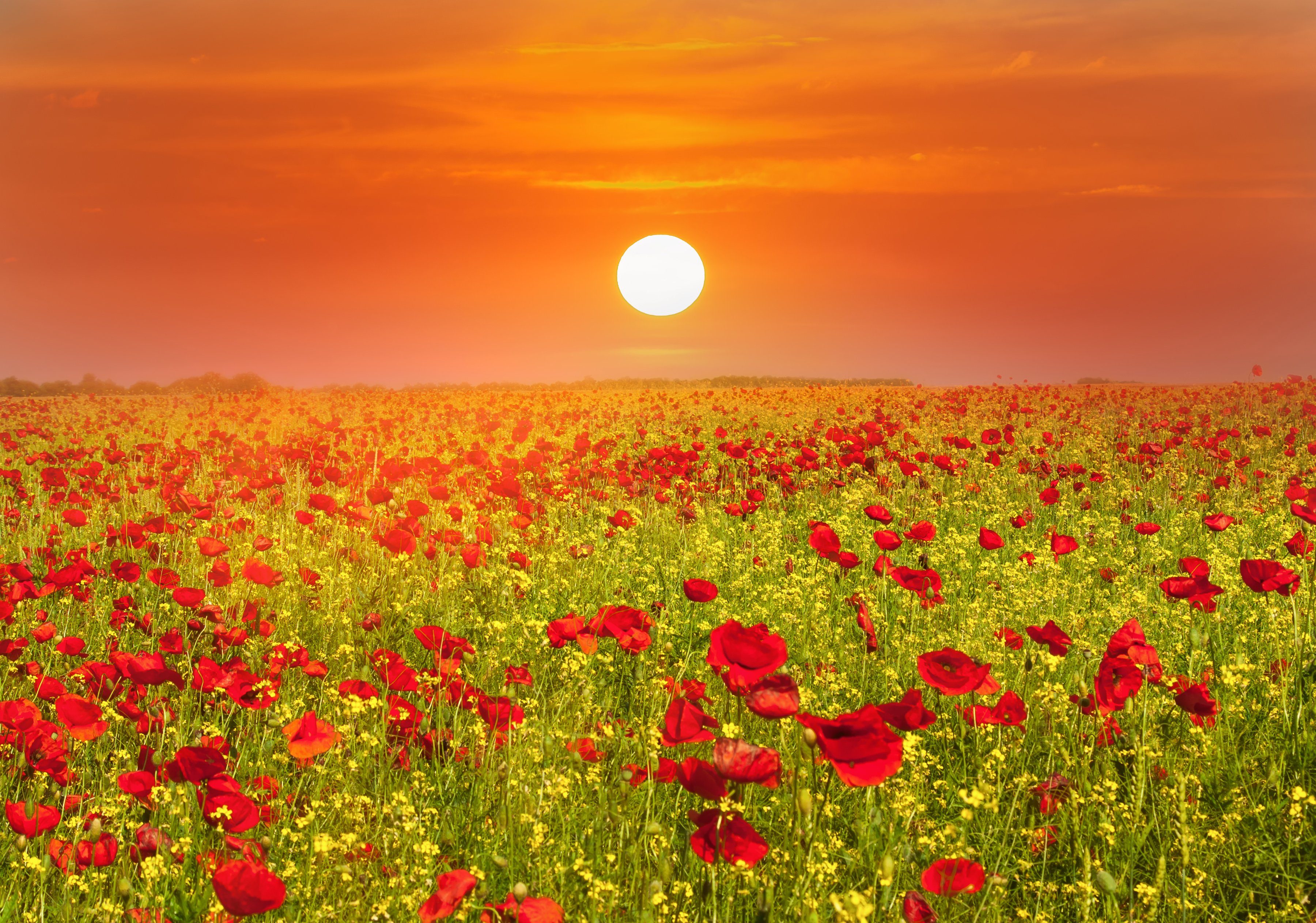 Papermoon Fotobehang Red Poppies Field fotobehang maat 2 m x 1,49 m multicolor