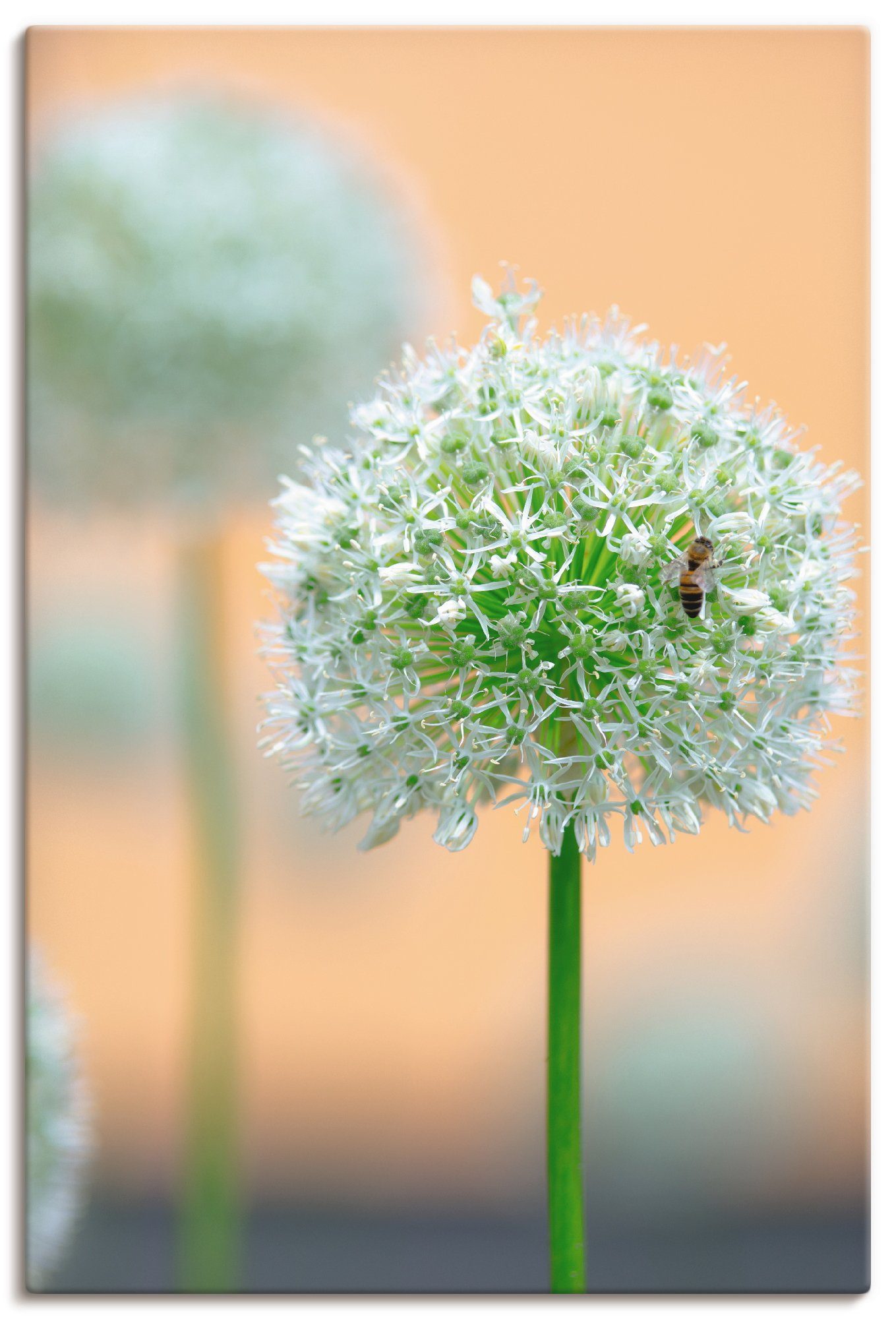 Artland artprint Großer Allium in Pastell