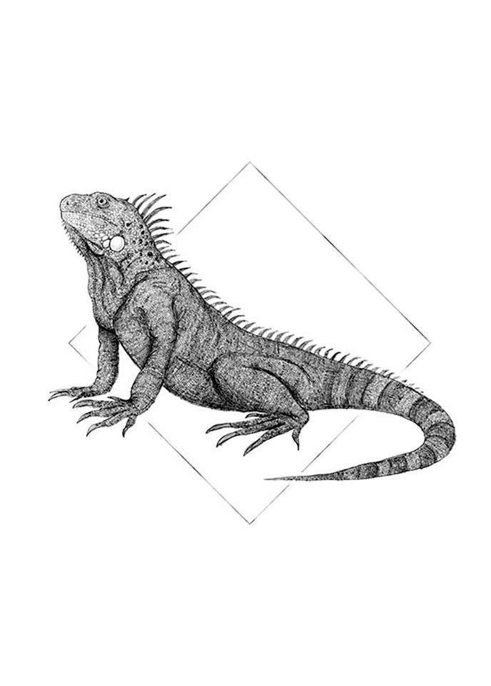 Komar Poster Iguana white Hoogte: 40 cm