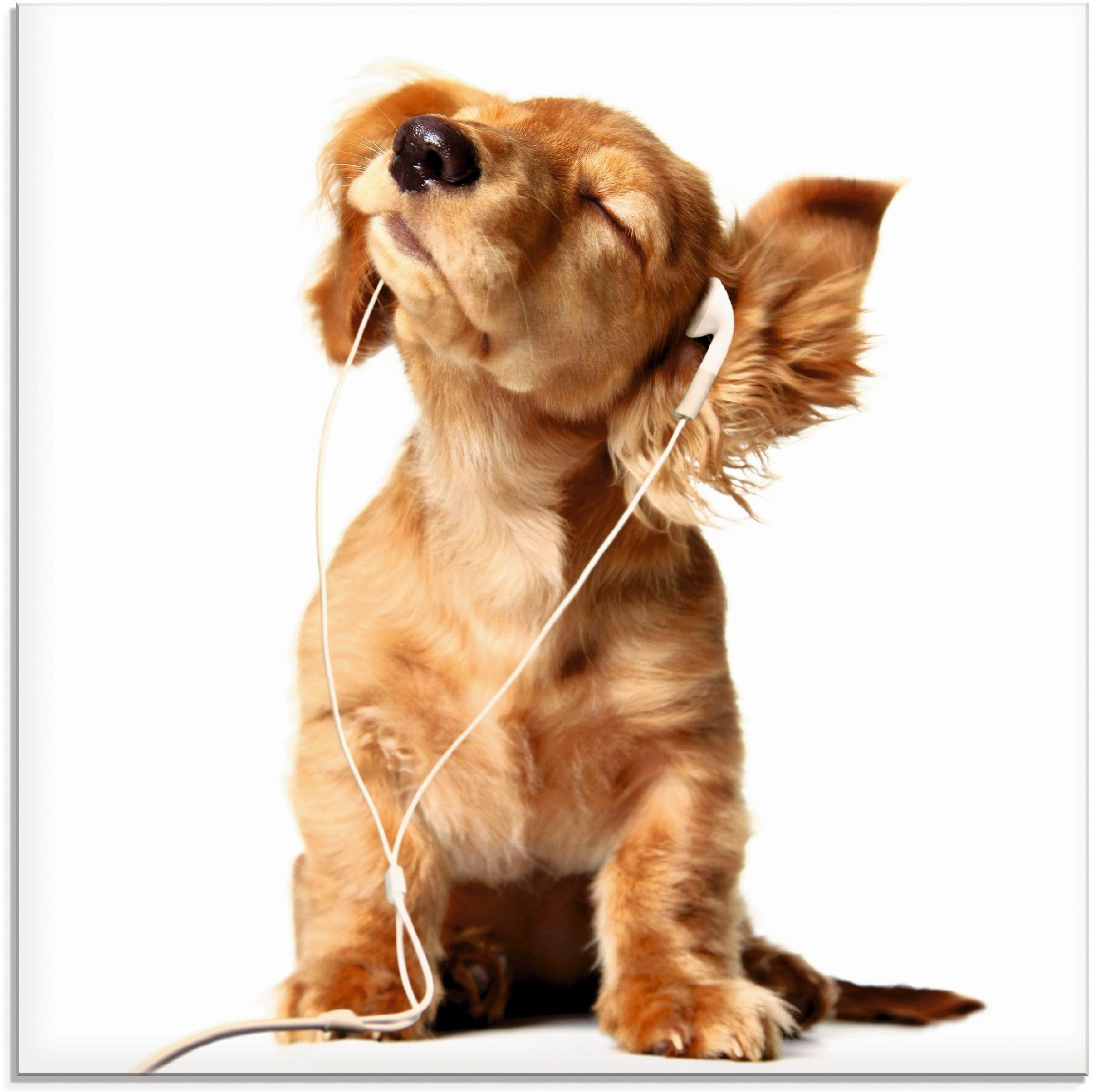 Artland Print op glas Jonge hond die naar muziek door hoofdtelefoon luistert (1 stuk)