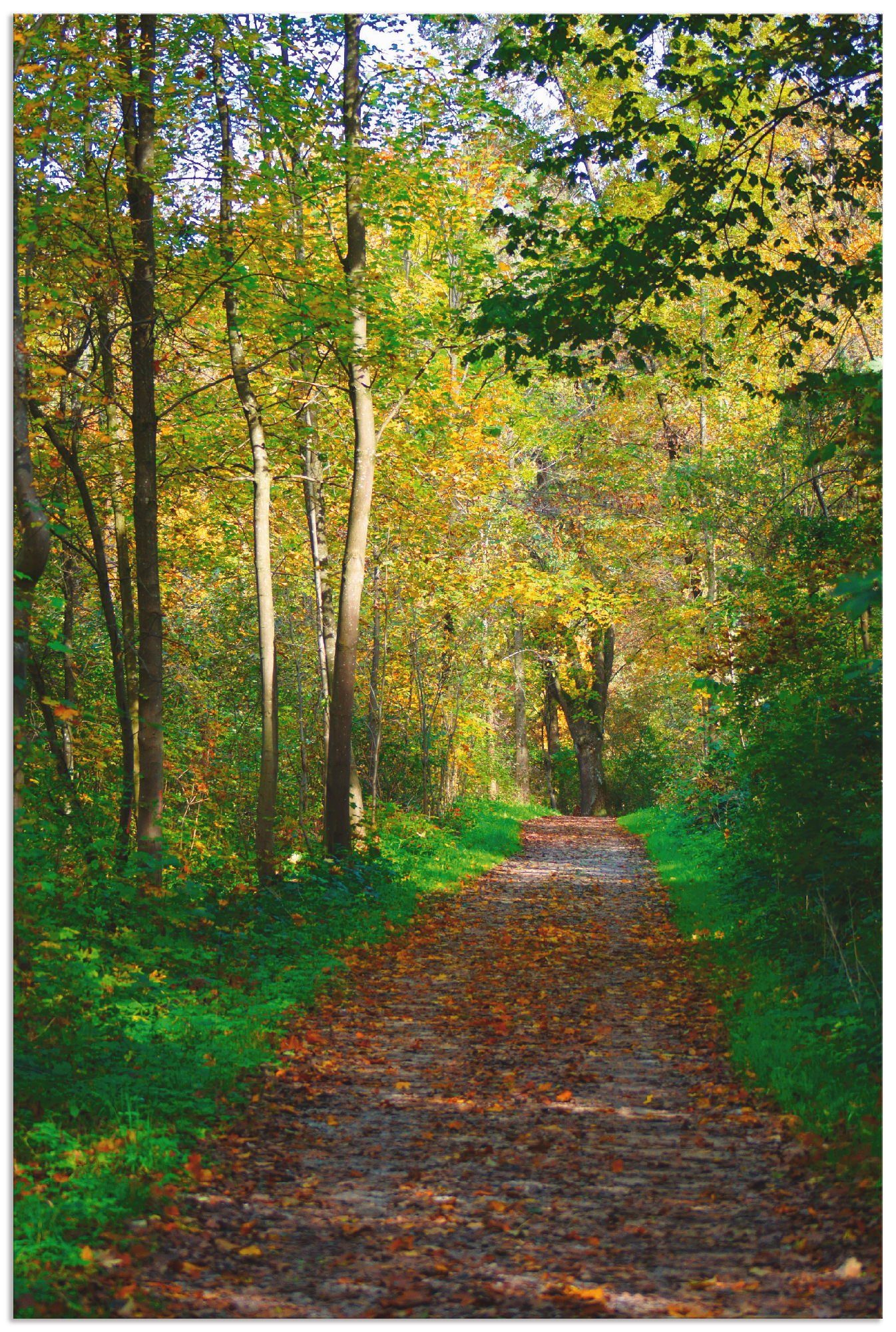 Artland Artprint Weg in het herfstbos in vele afmetingen & productsoorten - artprint van aluminium / artprint voor buiten, artprint op linnen, poster, muursticker / wandfolie ook g