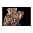 komar poster koala bear hoogte: 40 cm multicolor