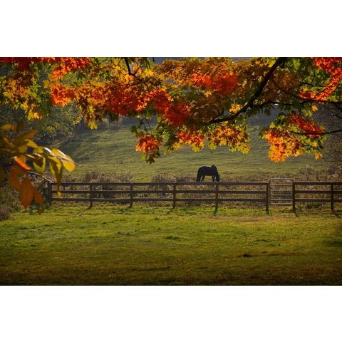 Papermoon Fotobehang Pferd auf der Weide