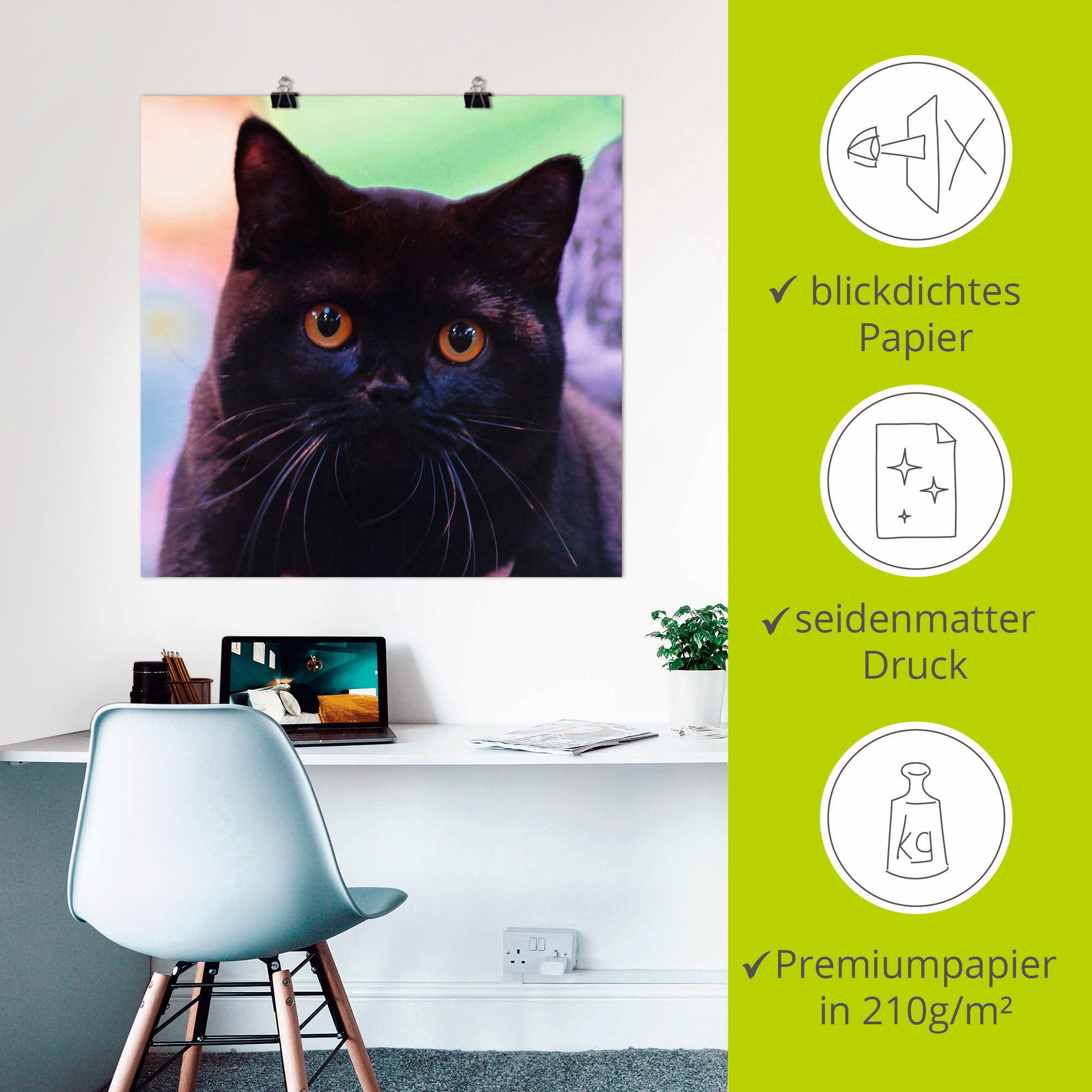 Artland Artprint Zwarte Britse korthaar kat als poster in verschillende formaten maten
