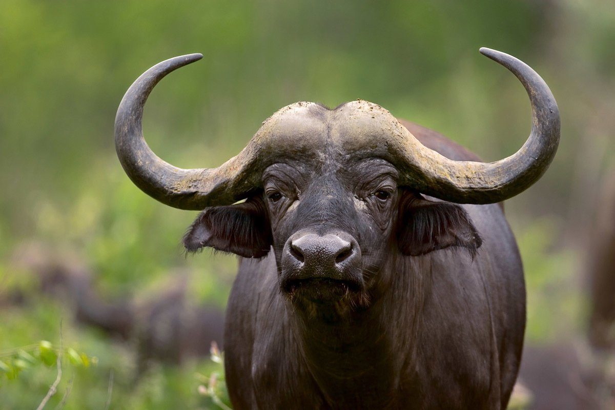 Papermoon Fotobehang Afrikanischer Büffel