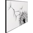 reinders! artprint slim frame black 50x70 dandelion zwart