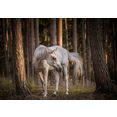 consalnet papierbehang paard in het bos wit