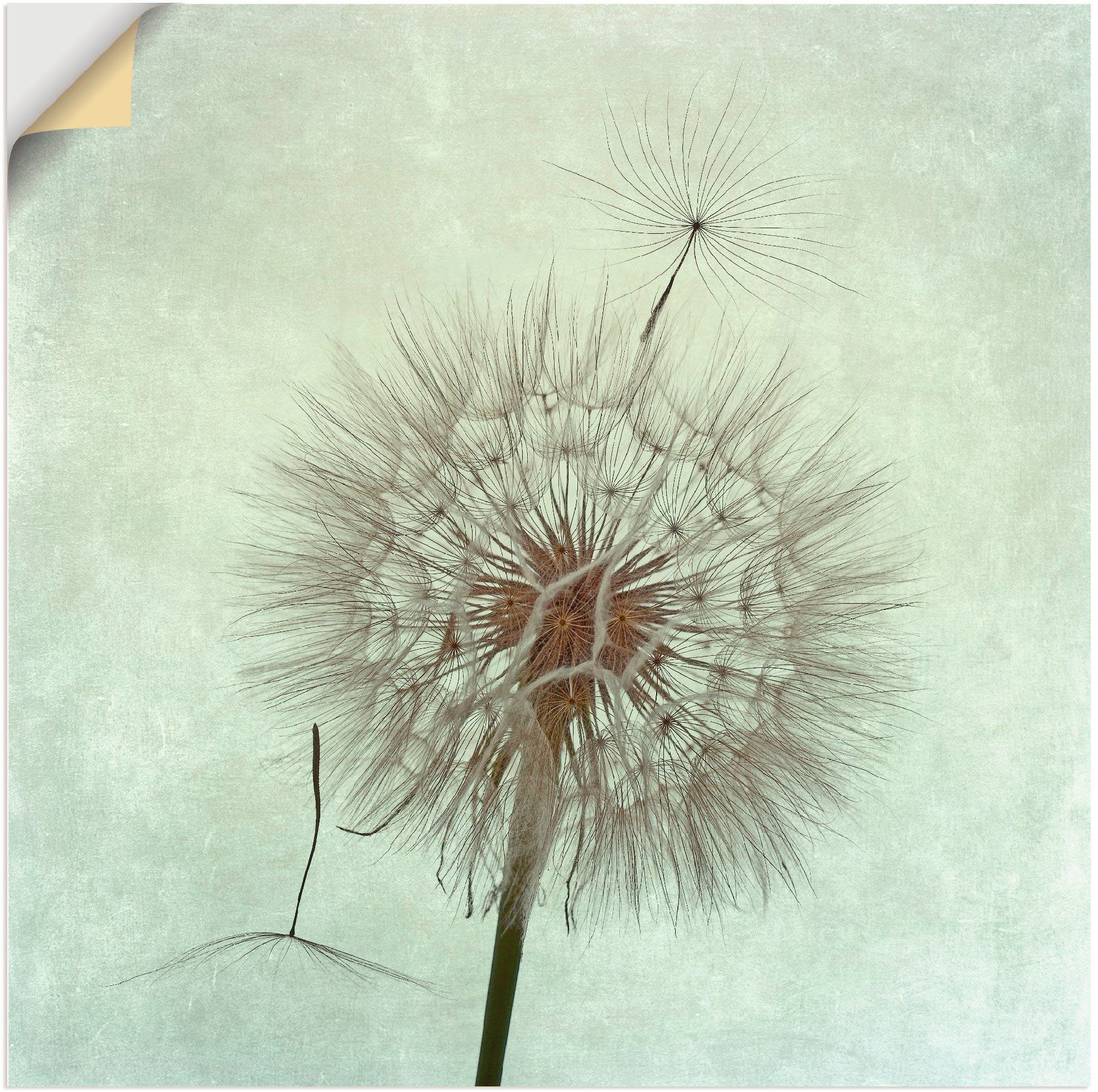 Artland artprint Pusteblume II