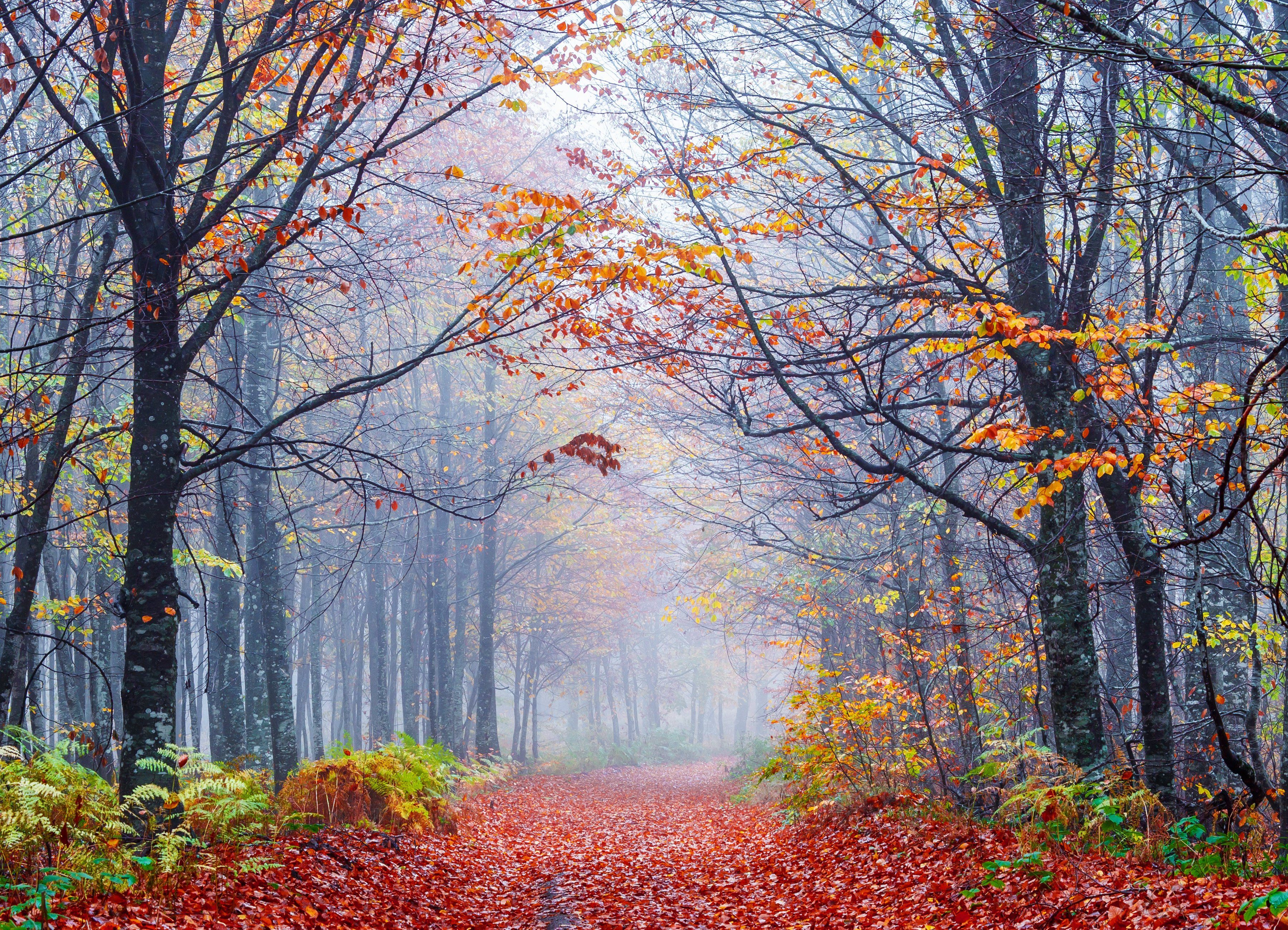 BMD fotobehang Foggy Autumn Forest Road