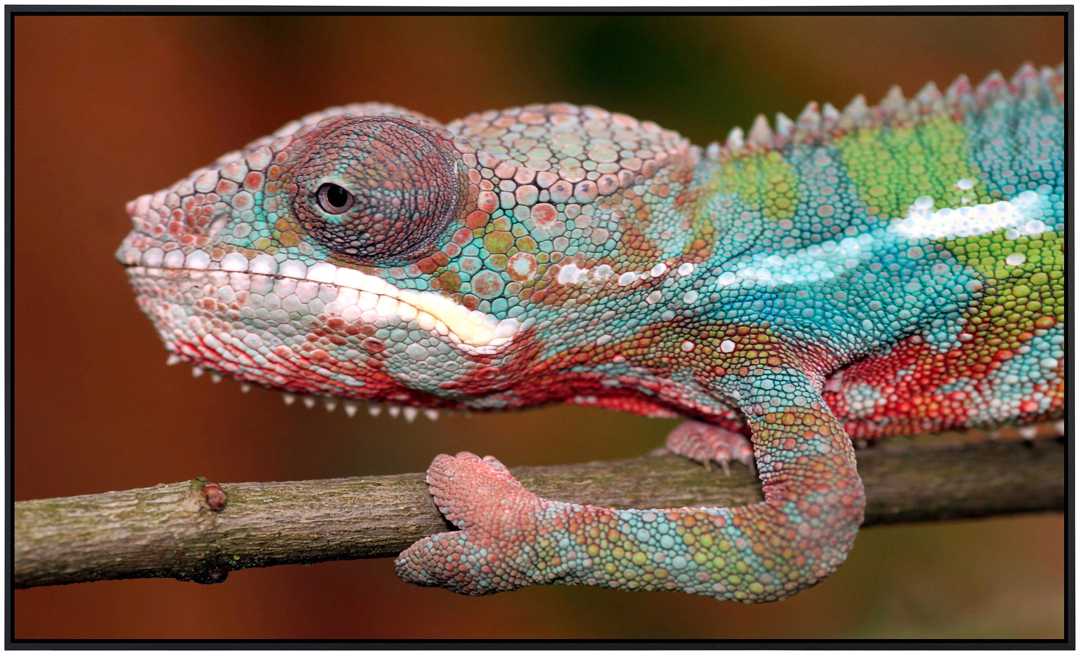 Papermoon Infraroodverwarming Kameleon zeer aangename stralingswarmte