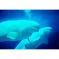 papermoon fotobehang beluga whales multicolor