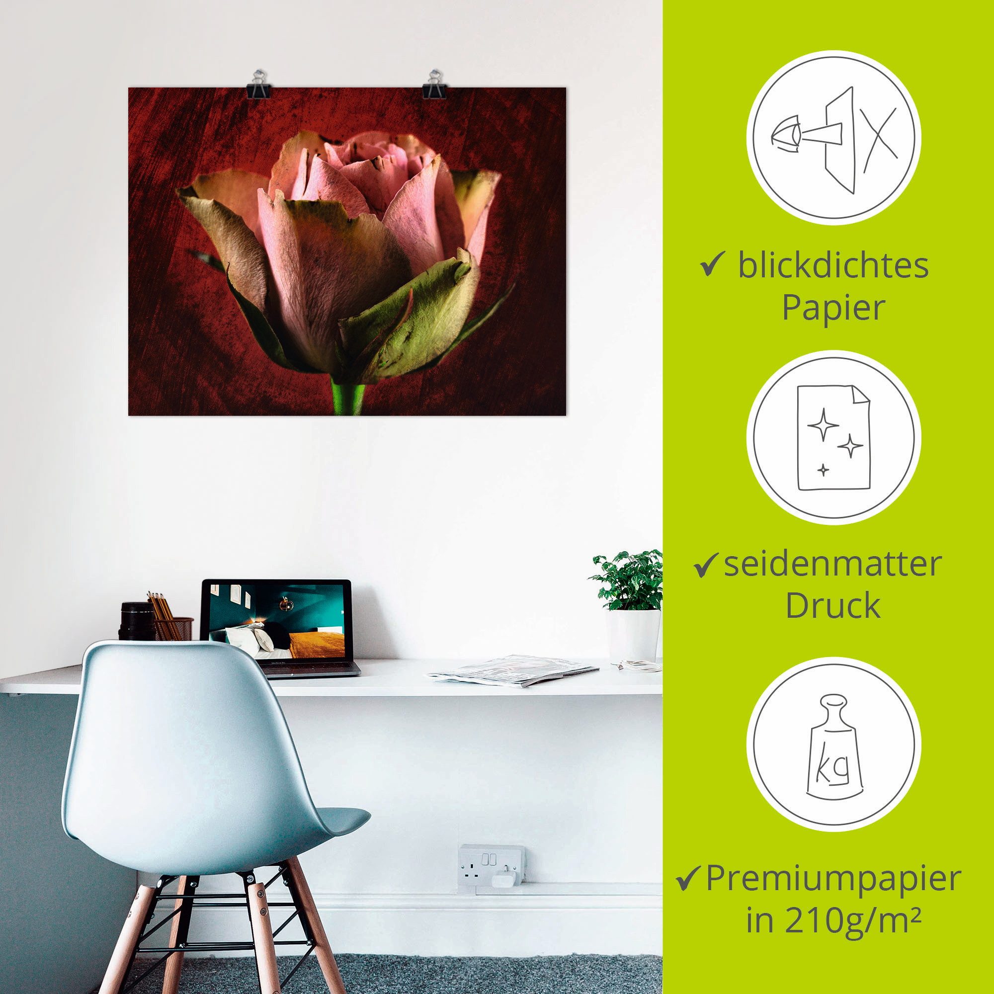 Artland Poster Roze roos als artprint op linnen, muursticker of poster in verschillende maten