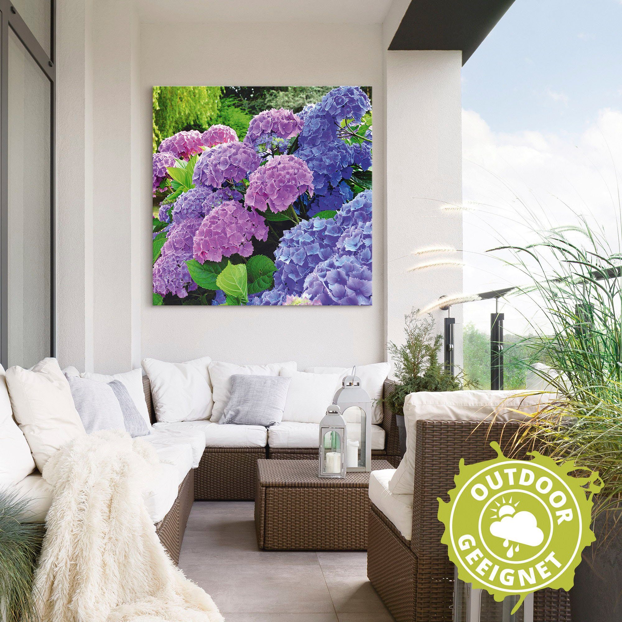 Artland Artprint Hortensia's in de tuin als artprint van aluminium, artprint voor buiten, artprint op linnen, poster, muursticker